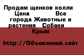 Продам щенков колли › Цена ­ 15 000 - Все города Животные и растения » Собаки   . Крым